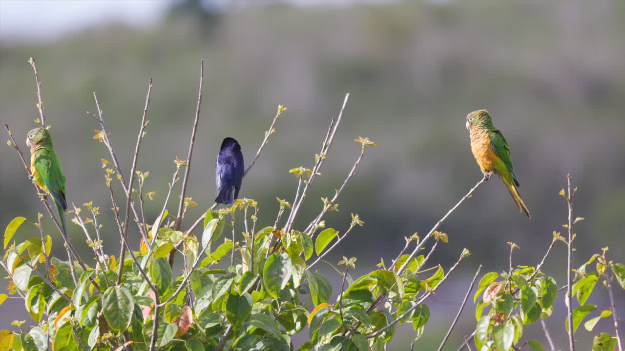 Perched in sun Cactus Parakeet parrot bird in rainforest jungle edge