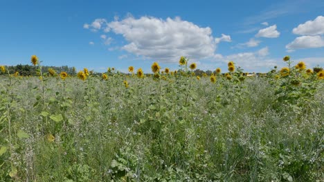 Hermoso-Campo-De-Girasoles-Se-Balancean-Suavemente-En-La-Brisa-Mientras-Aparecen-Las-Mariposas---Canterbury,-Nueva-Zelanda