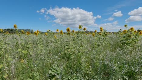 hermoso campo de girasoles se balancean suavemente en la brisa mientras aparecen las mariposas - canterbury, nueva zelanda