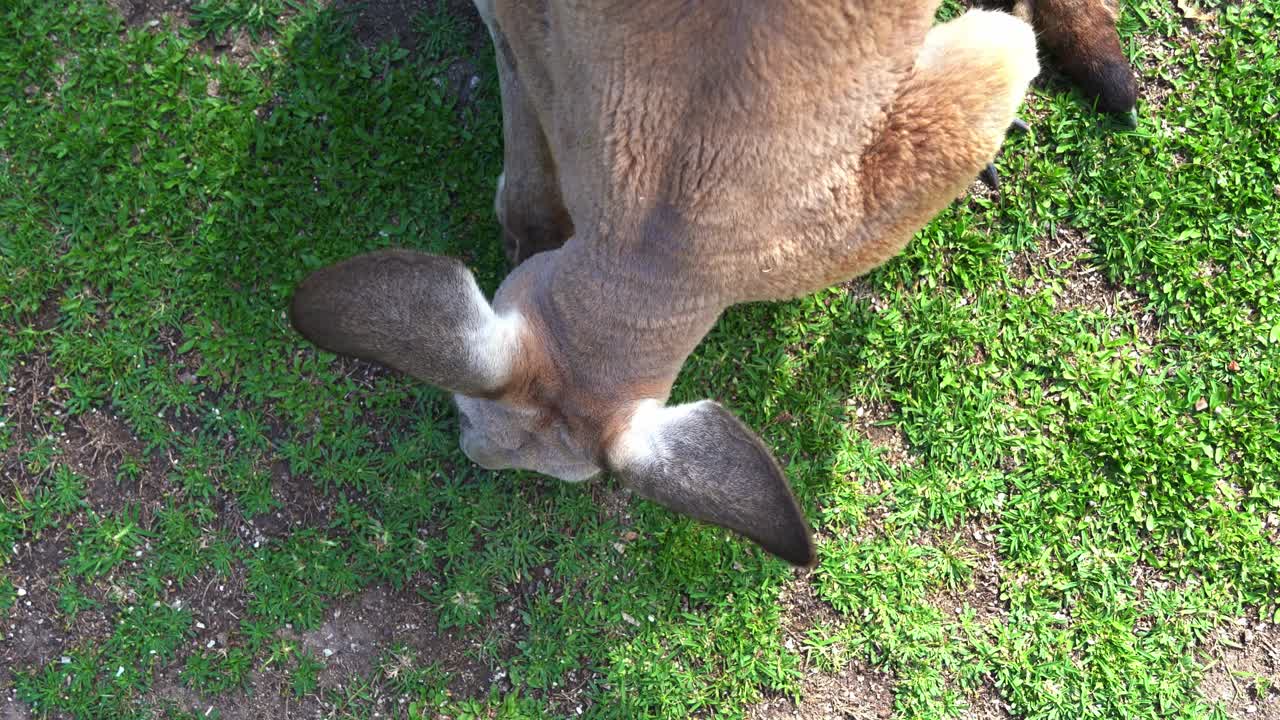 Ripresa ravvicinata dall'alto di un canguro che bruca erba verde in natura, una specie animale autoctona australiana.