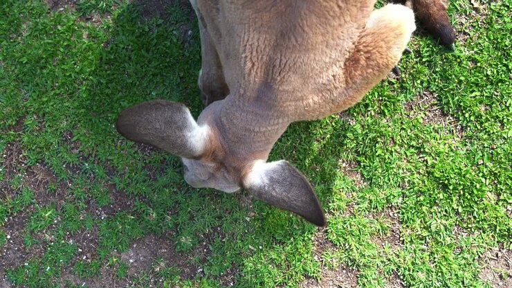 Ripresa ravvicinata dall'alto di un canguro che bruca erba verde in natura, una specie animale autoctona australiana.