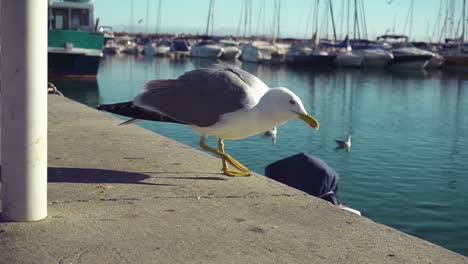 Nahaufnahme-Einer-Riesigen-Möwe,-Die-An-Einem-Warmen-Und-Sonnigen-Tag-Am-Pier-Nach-Nahrung-Sucht,-Die-Touristen-Zurückgelassen-Haben