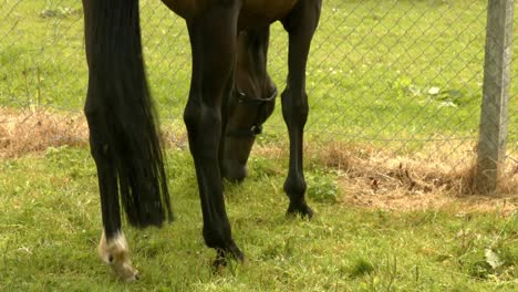 foal eating grass in field