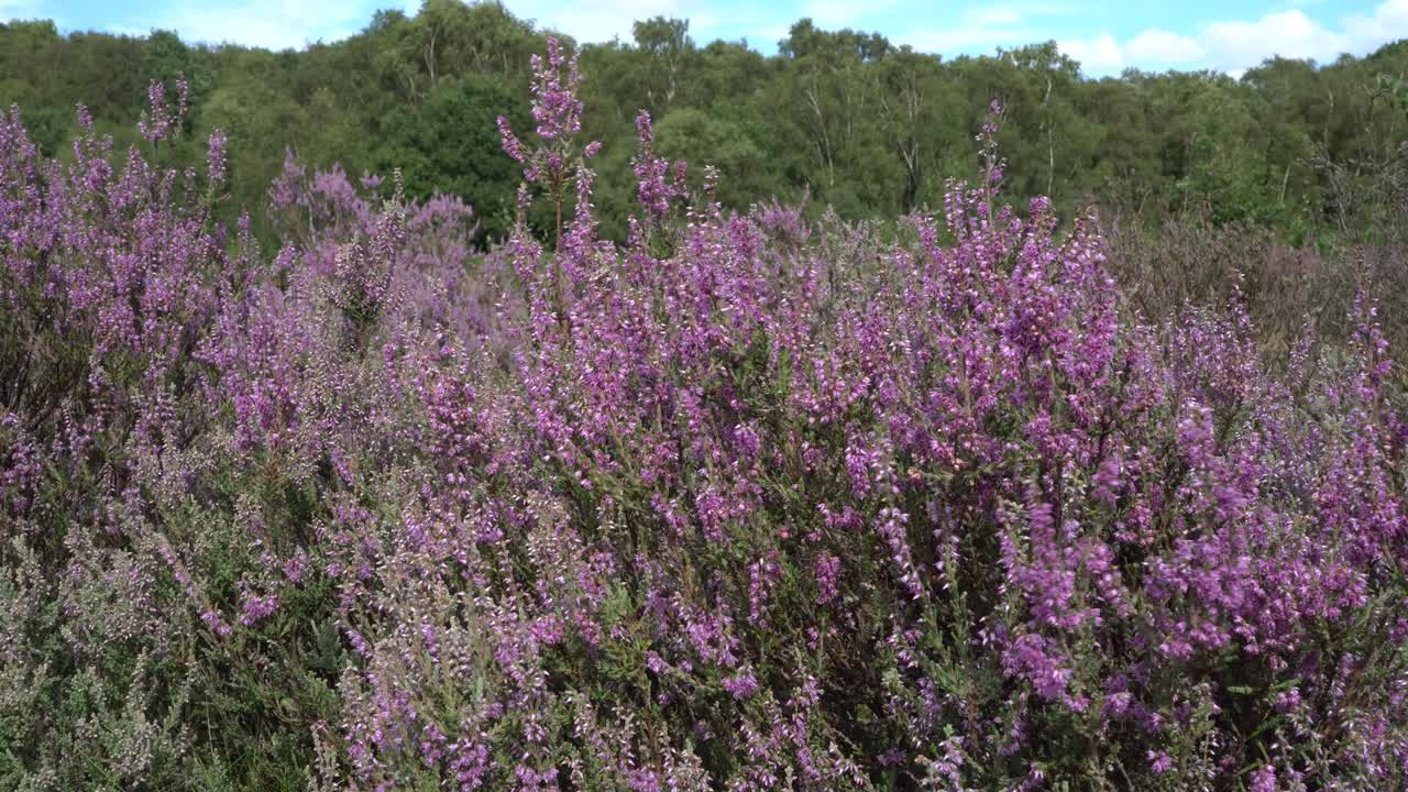 brezo común, o ling, calluna vulgaris, en flor a fines del verano