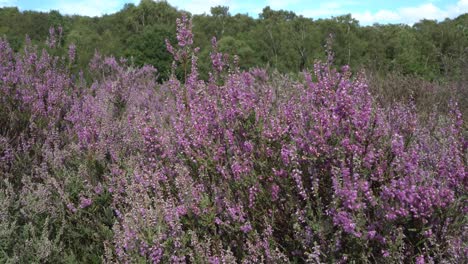 Brezo-Común,-O-Ling,-Calluna-Vulgaris,-En-Flor-A-Fines-Del-Verano