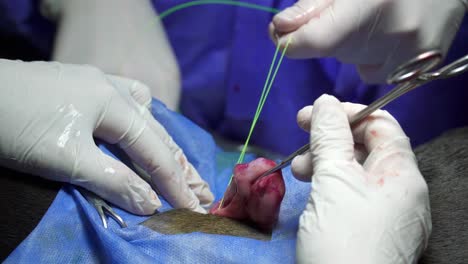 Close-up-of-two-veterinary-surgeons'-hands-at-work-during-a-sterilization-surgery-on-a-female-dog