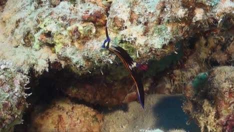 Nembrotha-Purpureolineolata-Nudibranquio-Escalada-En-Arrecifes-De-Coral-Tropicales