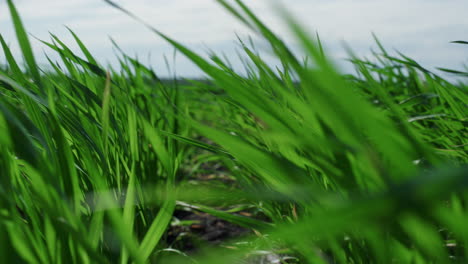 green wheat growing field in ecology agriculture nature background aerial view.