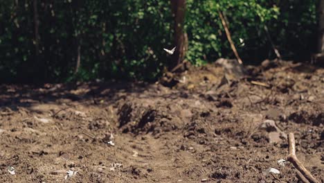 A-lot-of-white-butterflies-fly-around-a-large-puddle-2