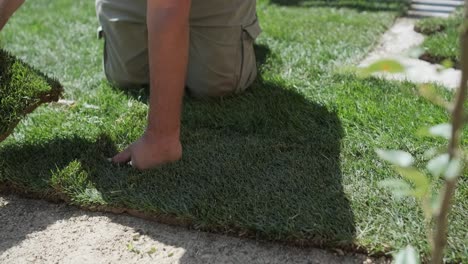 gardener laying lawn in private yard with wooden fence