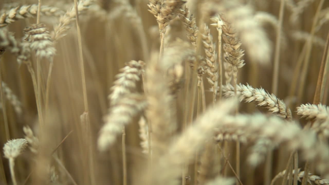 밭에 있는 금빛 밀이 왼쪽에서 오른쪽으로, 수확 전에 밭에서 곡물이 익어가고, 슬라이드 슬로우 모션