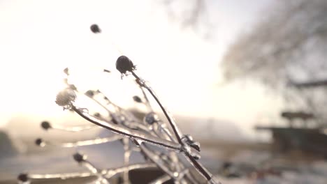 a cold january morning along with some winter precipitation and a bright sunrise make for some interesting details.