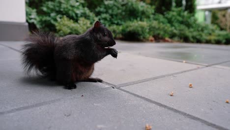 Niedliches-Eichhörnchen,-Das-Nüsse-Auf-Dem-Boden-Im-Hinterhof-Frisst