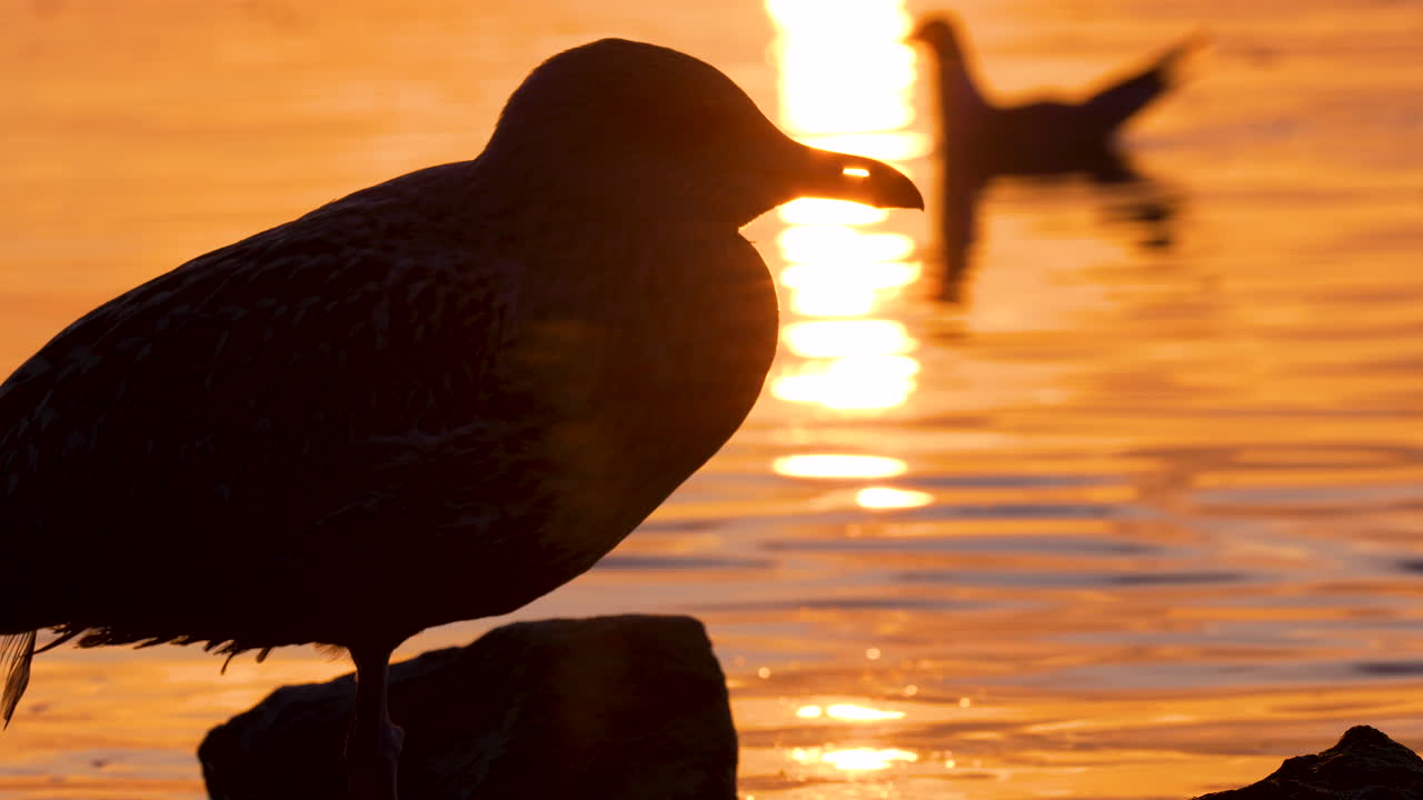 Seagull silhouette in warm sunrise light by the water, reflecting golden hues on calm sea