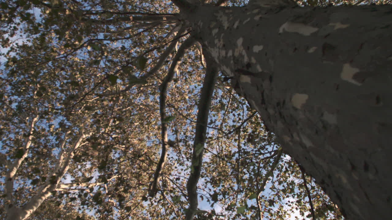 B-roll of a tree on an autumn day