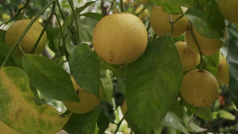 some yellow oranges wait to mature on a tree during a sunny morning in autumn in naples in italy - 06