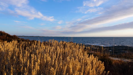 Tiro-Estático-De-Juncos-En-La-Costa-De-La-Isla-De-Justoya,-Ondeando-En-El-Viento,-Al-Amanecer,-En-Aust-agder,-Sur-De-Noruega