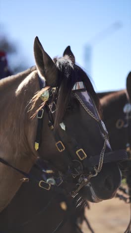 detailed close up of a horse wearing a bridle and harness, highlighting its ears and mane, with a blurred outdoor background