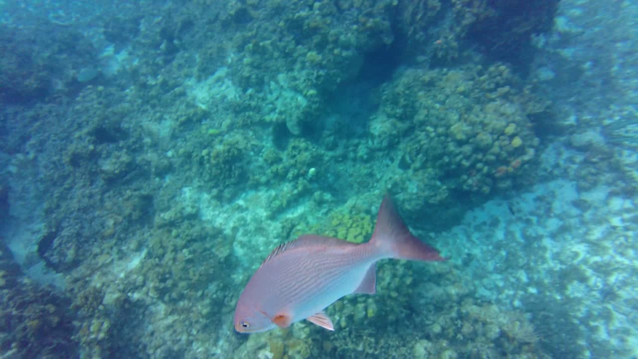 Tiny fish darting and weaving around a stunning coral reef, all captured in crisp, high-definition, Cozumel, Mexico