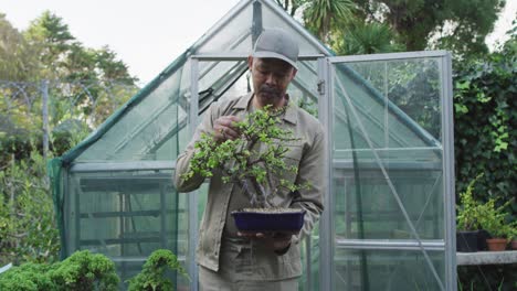 African-american-male-gardener-holding-bonsai-tree-and-looking-at-camera-at-garden-center