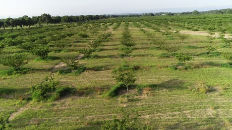 Aerial-flight-over-a-peach-orchard-in-the-Hill-Country-part-of-Texas