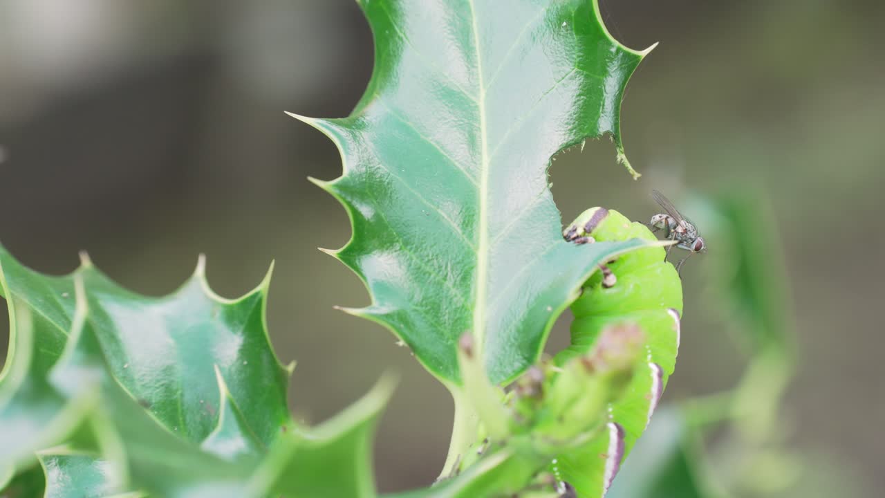 The Sphinx ligustri Caterpillar eating a leave in slowmotion