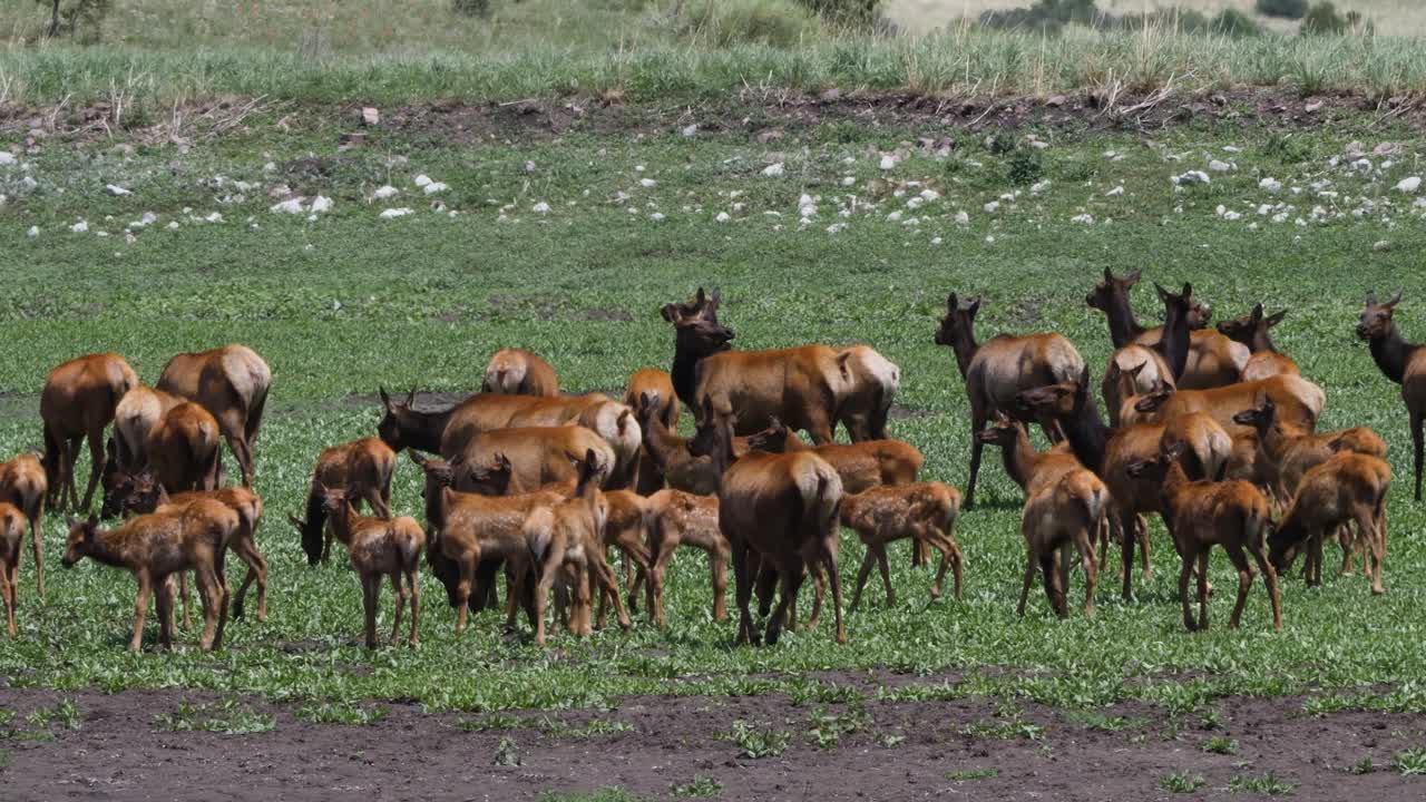 manada de alces en un estanque seco en las montañas de arizona