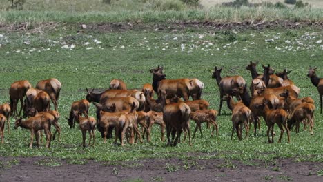 Manada-De-Alces-En-Un-Estanque-Seco-En-Las-Montañas-De-Arizona