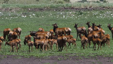 manada de alces en un estanque seco en las montañas de arizona