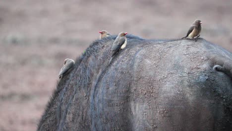 Madenhackerschwarm-Auf-Dem-Rücken-Eines-Afrikanischen-Büffels-Im-Aberdare-Nationalpark-In-Kenia