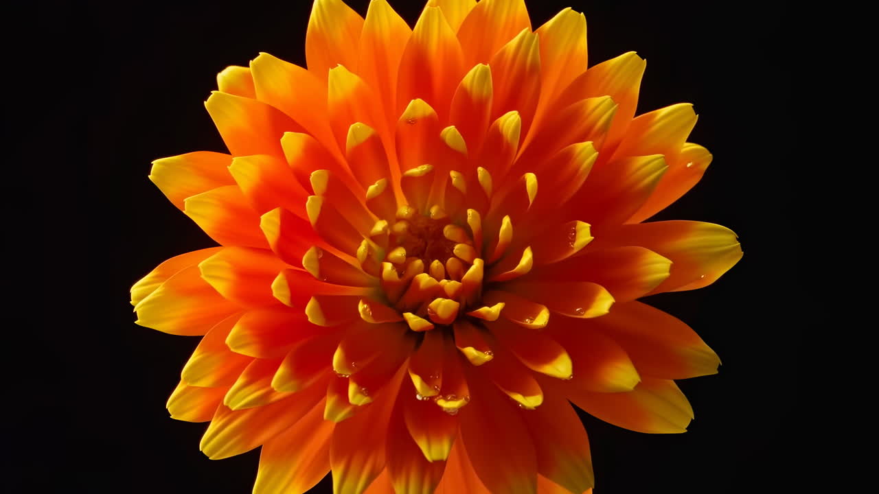 Fiore arancione e giallo acceso con gocce d'acqua su sfondo nero