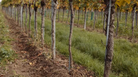 Tilt-Up-Enthüllt-Aufnahme-Einer-Ordentlichen-Weinrebenreihe-Im-österreichischen-Weinberg