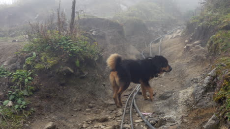 un perro a lo largo de la ruta de los excursionistas mardi himalaya en las montañas del himalaya de nepal remoto mientras la niebla pasa