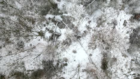 imágenes aéreas de drones de arriba hacia abajo de árboles caídos, debido a la tormenta, cubiertos de nieve