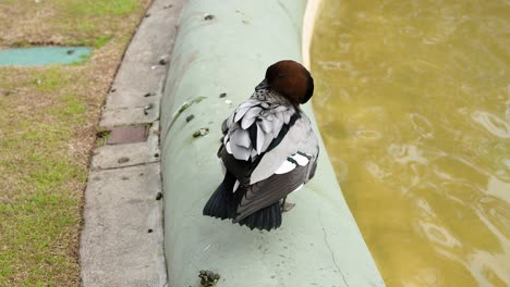 pato de pie cerca del agua, ocasionalmente moviéndose