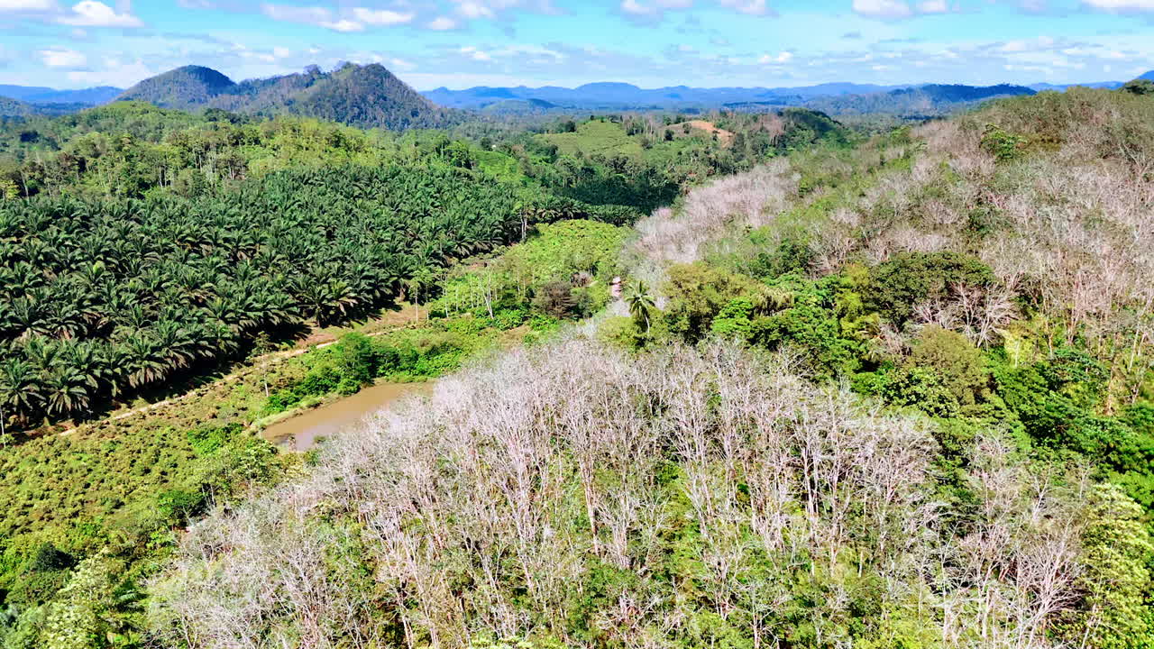 Sunny view of forests covering the uneven landscape. Multiple palm trees in the tropical woods of Sri Lanka, South Asia. Aerial view.