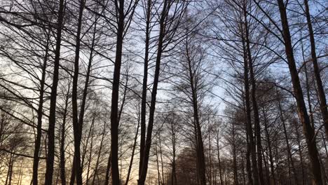 walking on a forest road, early spring season, with beautiful light coming from sunset