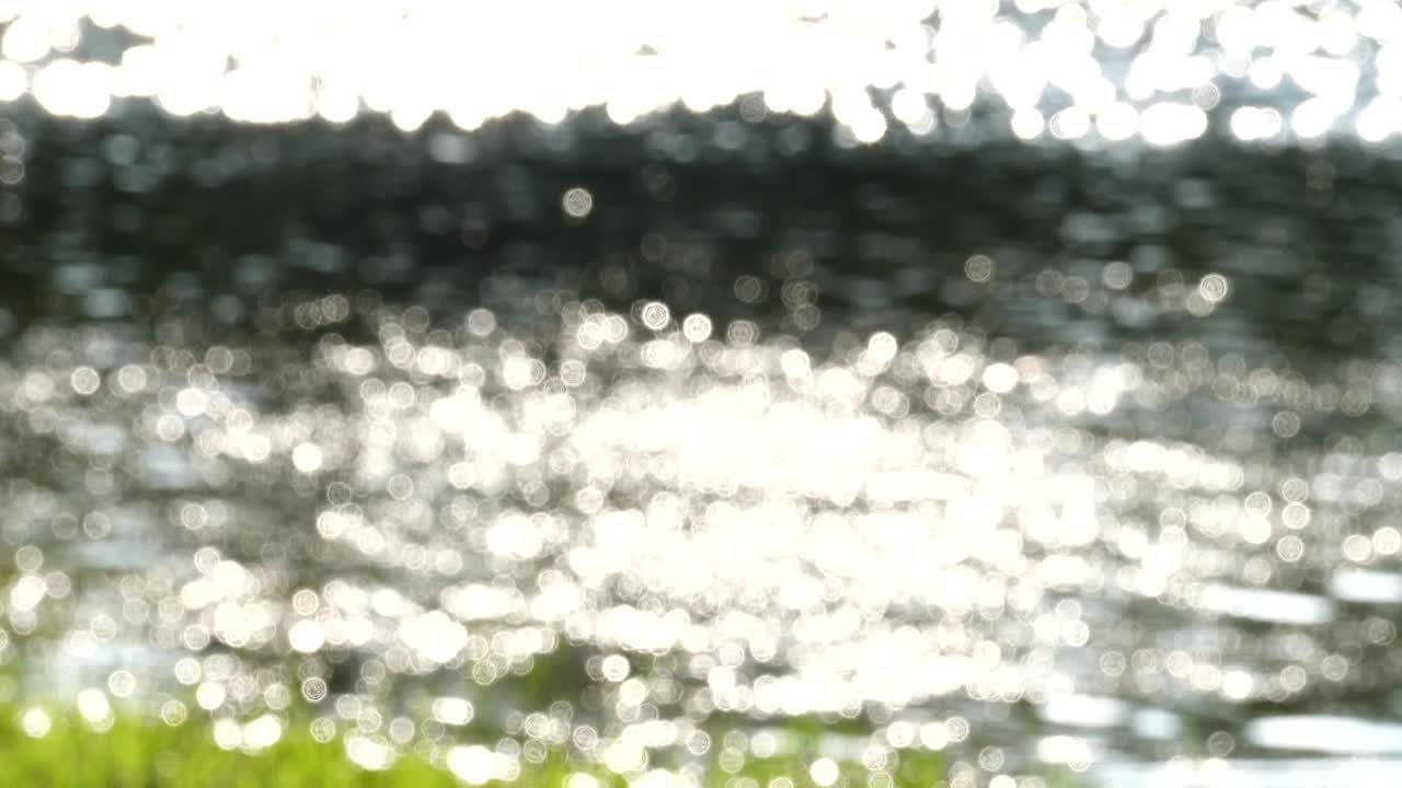 보케 배경 녹색 자연 추상적인 여름의 아름다움 물 빛 밝은 흐릿함