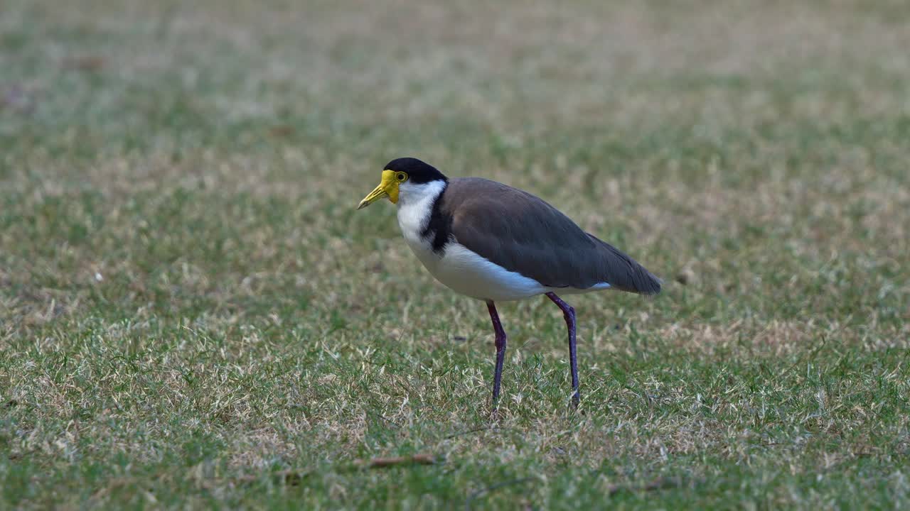 ala de regazo enmascarada, millas de vainilla caminando a través del campo de hierba abierta, buscando y alimentándose de comida en el suelo, foto de cerca de un pájaro costero salvaje
