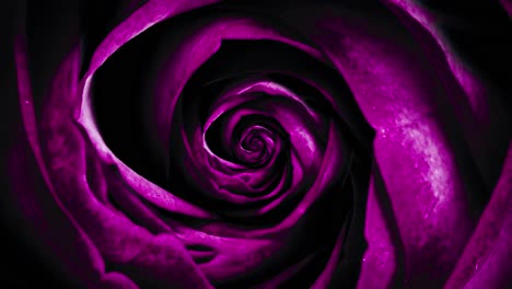 close-up of a deep purple rose