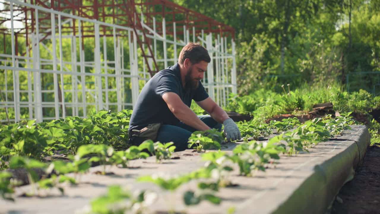 Side view farmer bent over garden bed performs careful pruning in soil, hands in gloves tending young crops on sunny summer day, side view among green rows, rural agriculture maintenance