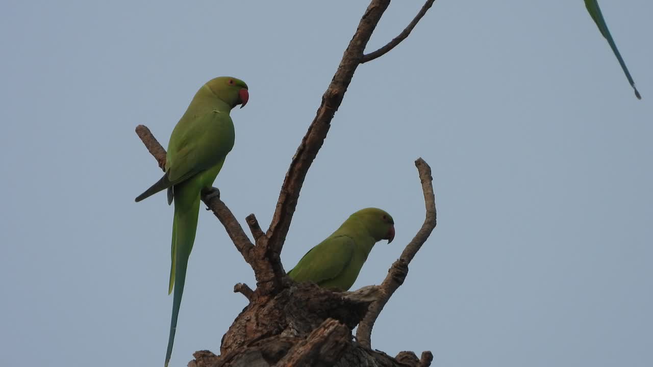 hermoso loro en el árbol - jugando