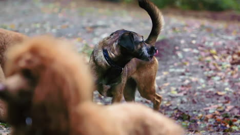 Verspielte-Hunde-Im-Freien