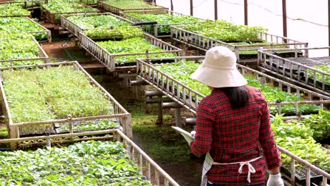 happy young woman farmers in apron with tablet in her hand working in the greenhouse. modern technology for smart farming agriculture.