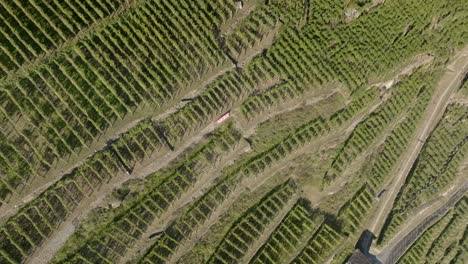 terraced vineyards seen from above. graphic composition