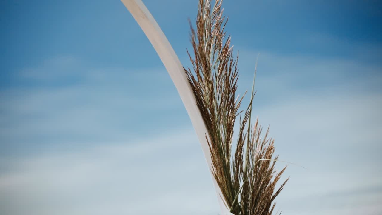 Pampas Grass Against a Blue Sky