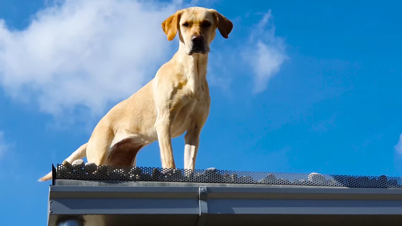 갈색 개, 내려다보고 짖는