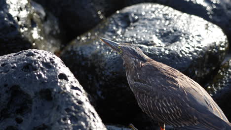 close up view of lava heron perched in between lava rocks in the galapagos