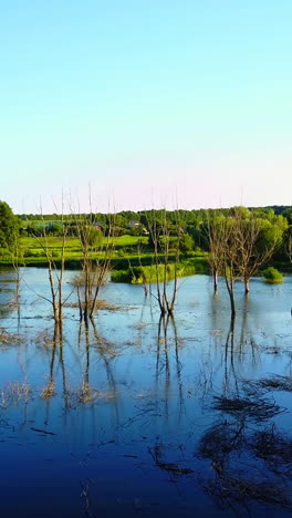 dead trees in the water. landscape abstract background. dry dead trees without leaves in the water vertical video
