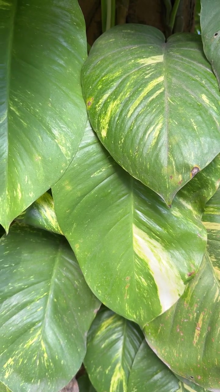 Primo piano di vivaci foglie verdi di Pothos in natura.